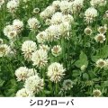 【牧草種子】シロクローバ のタネ｜家庭園芸・実験栽培用【100g】【送料無料】【時間指定不可】