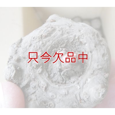 あかぎおおだま（こんにゃく農林2号）