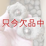 [完売・次回は2025年12月より予約開始します]コンニャク種芋｜赤城大玉（あかぎおおだま） 2年子【200g（3〜6粒）】群馬県産
