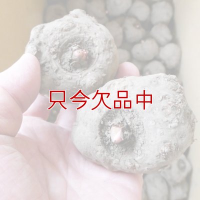 あかぎおおだま（こんにゃく農林2号）