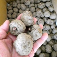 コンニャク種芋｜在来種 2年子【200g（3-6粒）】栃木県産