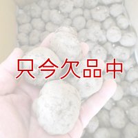 [まもなく終了]コンニャク種芋｜在来種 2年子【200g（3-6粒）】栃木県産