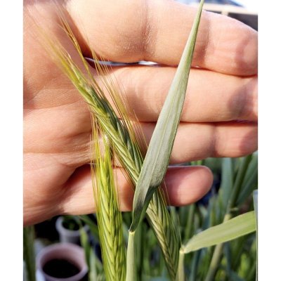 ライ麦|ライムギ