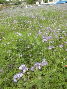 詳細写真3: 【緑肥用・景観用】ハゼリソウ めぐみ【1kg】カネコ種苗