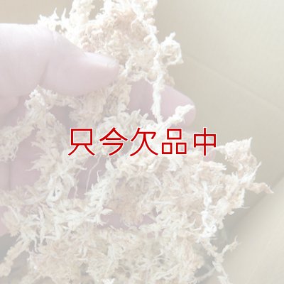 ペルー産ミズゴケ[AAA級] 【500g / 40L】Inka Moss【プレミアム水苔】