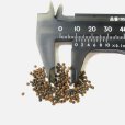 クレオメの種子【1ml】