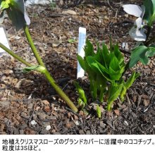 詳細写真3: 箱入り-ココチップ【50L】粒度：3S（3-7mm）爬虫類・両生類の床材向き【クロネコヤマト宅急便でお届け】【個人宅OK・日祭日配送OK・時間指定OK・夜間配達OK】