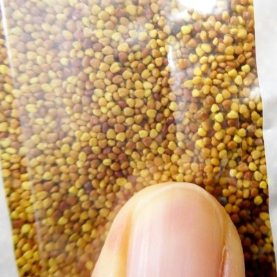 シロクローバ|ボンバス(大葉種)