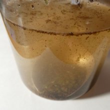詳細写真3: 昆布粉末-酪農・農業用-【20kg】（20メッシュ海藻粉末）炭酸Ca3％入ラミナリア・ジャポニカ（真昆布）