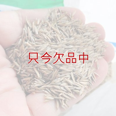 画像2: タフグリーン【1.5L】暑さ寒さに強い西洋芝 ｜Ｊ・ガーデングラス｜カネコ種苗