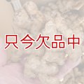 [完売・次回は2025年12月より予約開始します]三州ショウガ｜タネしょうが（小生姜）【500g】種生姜