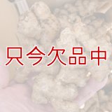 [完売・次回は2025年12月より予約開始します]三州ショウガ｜タネしょうが（小生姜）【500g】種生姜