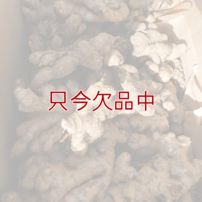 三州ショウガ｜タネしょうが（小生姜）【500g】千葉県産種生姜