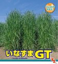 イタリアンライグラス｜いなずまGT【早生種】【22.5kg】