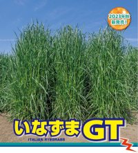 【新発売】【牧草種子】イタリアンライグラス｜いなずまGT【早生種】【22.5kg】【短期利用型飼料作物用】PVP登録品種｜カネコ種苗製