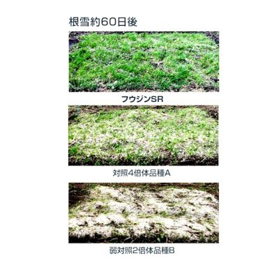 【牧草種子】イタリアンライグラス|フウジンSR【1kg】【4倍体中晩生種/中期利用型】2023年秋発売新品種|カネコ種苗製