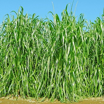 【牧草種子】イタリアンライグラス|フウジンSR【1kg】【4倍体中晩生種/中期利用型】2023年秋発売新品種|カネコ種苗製