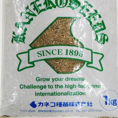 【牧草種子】イタリアンライグラス｜フウジンSR【1kg】【4倍体中晩生種/中期利用型】2023年秋発売新品種｜カネコ種苗製