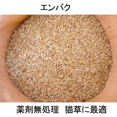 【猫草用種子】えん麦｜薬剤無処理品