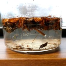 詳細写真3: リクガメ・爬虫類の床材に最適な ハスクチップ（ココチップ）2S（中粒：8-12mm）【8L】