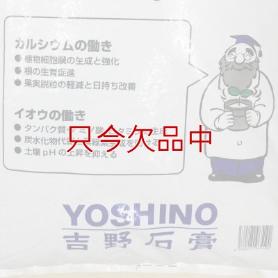 ダーウィン1000+