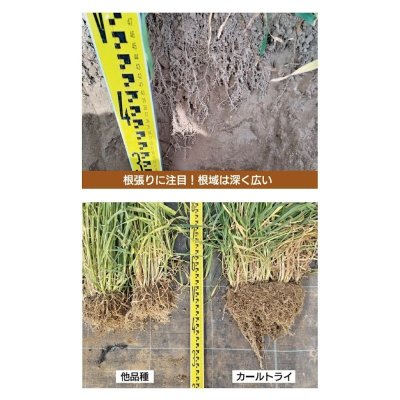 カールトライ008