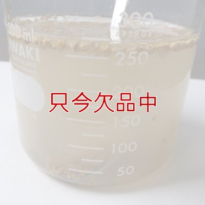 ひゅうが土-【細粒・18L】無菌ボラ土｜理想的な園芸用土｜永田農法に最適