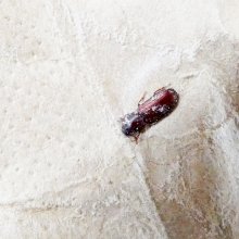 詳細写真2: 飼料｜ふすま-小麦の外皮【粉末】【20kg】【日祭日の配送・時間指定不可】
