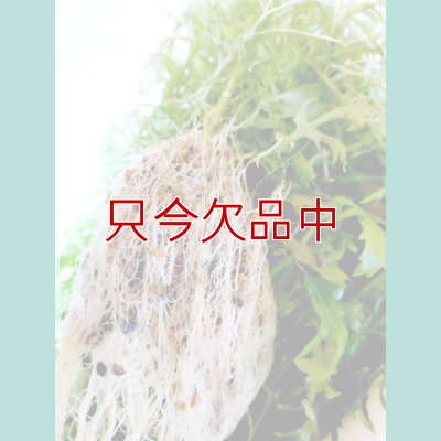 ひゅうが土-【細粒・18L】