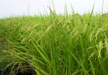 詳細写真1: 米づくりの極（きわみ）-水稲専用-高純度ケイ酸資材【5kg】収量アップ