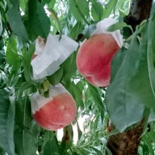 詳細写真3: テカミンフラワー【1L/1.2kg】TecaminFlower｜花芽の充実に、着果促進｜味の素