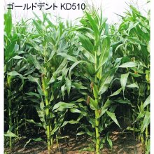 詳細写真2: サイレージ調製用高活性乳酸菌｜ニューバイオパワープラス【20kg（50トン用）】【A飼料】粉末タイプ
