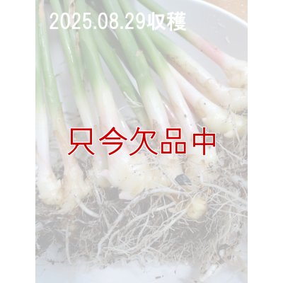 三州ショウガ｜タネしょうが（小生姜）【500g】千葉県産種生姜