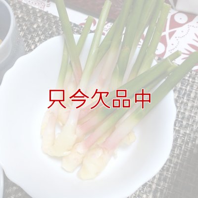 三州ショウガ｜タネしょうが（小生姜）【500g】千葉県産種生姜