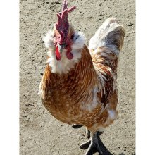 詳細写真2: Gs元気酵素【1L】動物活性液｜畜産用酵素液（A飼料）牛・豚・養魚・養鶏に