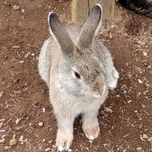 詳細写真3: Gs元気酵素【1L】動物活性液｜畜産用酵素液（A飼料）牛・豚・養魚・養鶏に