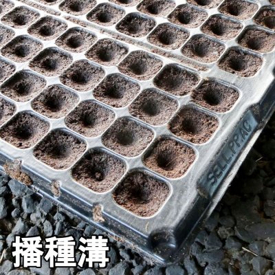 カネコ種苗オリジナル固化培土 コカピー【128穴】(10枚入り)