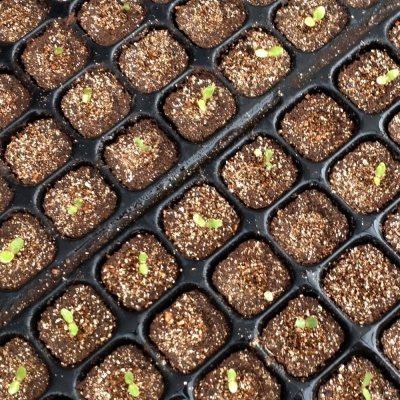 カネコ種苗オリジナル固化培土　コカピー【128穴】(10枚入り)