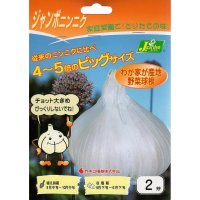  [予約受付中・発送は2026年8月以降]ジャンボニンニク【2芽（2片）】種ニンニク/リーキ|カネコ種苗　※単独注文でお願いします