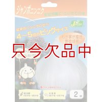 [完売]ジャンボニンニク【2芽（2片）】種ニンニク/リーキ｜エレファントガーリック｜カネコ種苗