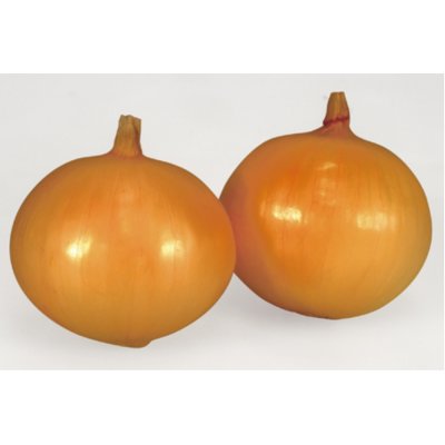 極早生タマネギ　貴錦