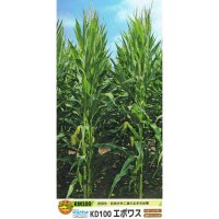 [値下げ][2026年4月以降の出荷品][新発売]【牧草種子】ゴールドデント｜KD100エポワス [RM100] 3500粒/約500平方ｍ分｜耐病性・耐倒伏性に優れる多収品種｜カネコ種苗（DKC5210）