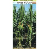 [値下げ][2026年4月以降の出荷品][新発売]【牧草種子】ゴールドデント｜KD125ガプロン [RM125] 3500粒/約500平方ｍ分｜大きな雌穂で耐倒伏性に優れる｜カネコ種苗