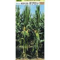 [値下げ][2026年4月以降の出荷品][新発売]【牧草種子】ゴールドデント｜KD125ガプロン [RM125] 3500粒/約500平方ｍ分｜大きな雌穂で耐倒伏性に優れる｜カネコ種苗