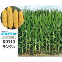 [値下げ][2026年4月以降の出荷品][新発売]【牧草種子】ゴールドデント｜KD110ラングル [RM110] 3500粒/約500平方ｍ分｜大きな雌穂の多収品種｜カネコ種苗（DKC5911）