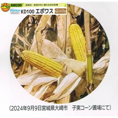 ゴールドデント｜KD100エポワス [RM100] 