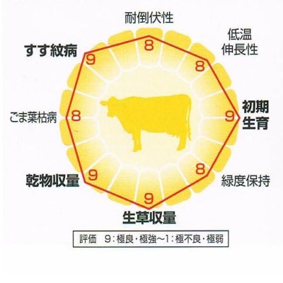 ゴールドデント｜KD110ラングル