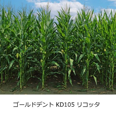ゴールドデントKD105リコッタ（DKC5110）