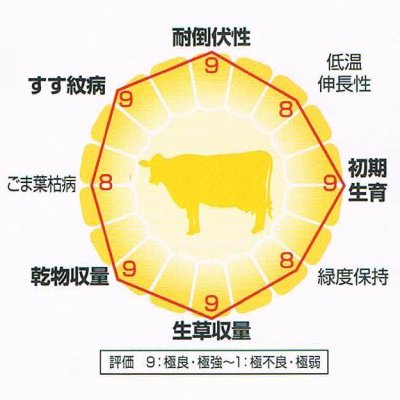 ゴールドデントKD105リコッタ（DKC5110）