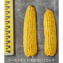 詳細写真3: [値下げ][2026年4月以降の出荷品][新発売]【牧草種子】ゴールドデント｜KD105リコッタ [RM105] 3500粒/約500平方ｍ分｜雌穂稔実良好の乾物多収品種｜カネコ種苗製